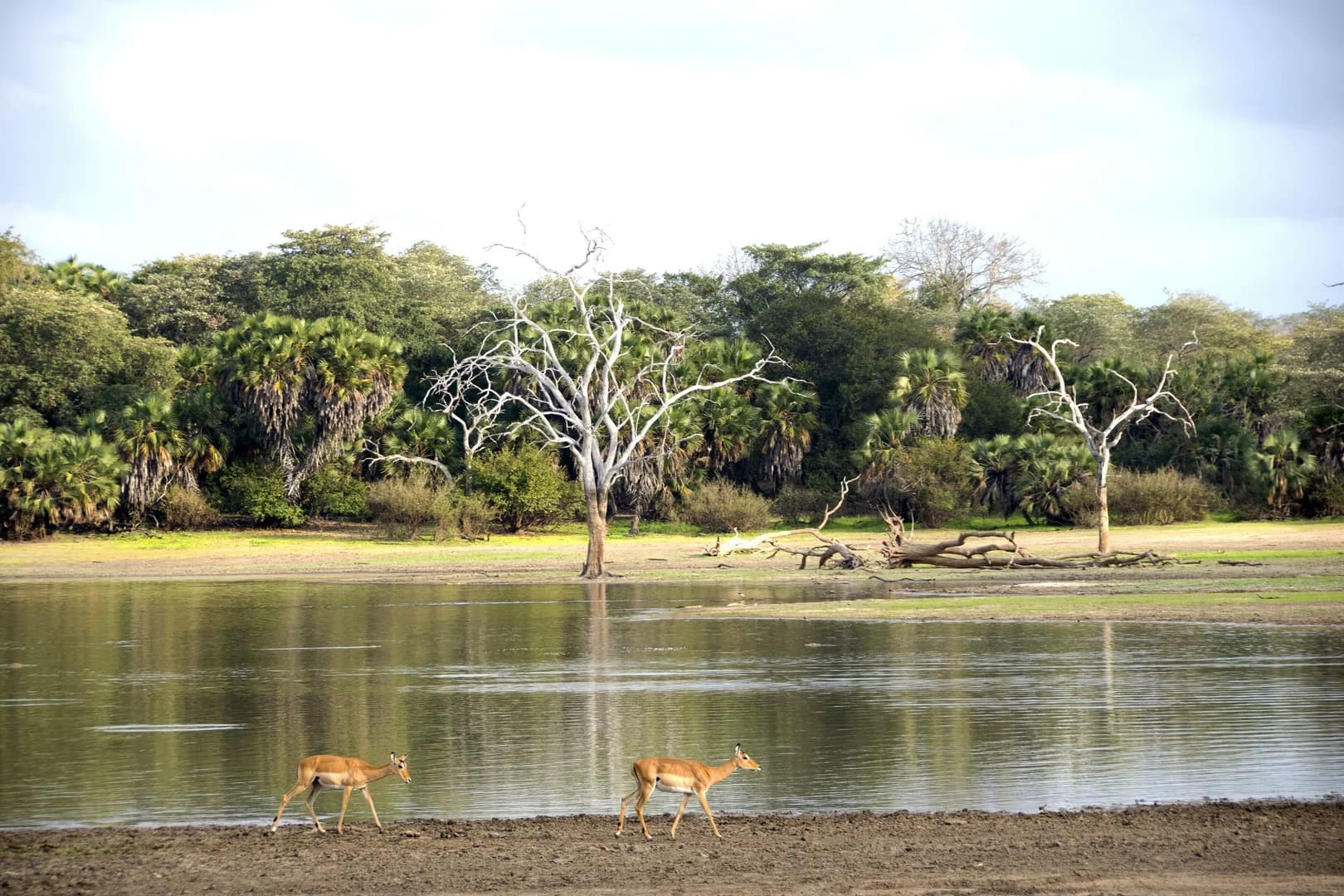 Nyerere National Park (Selous)