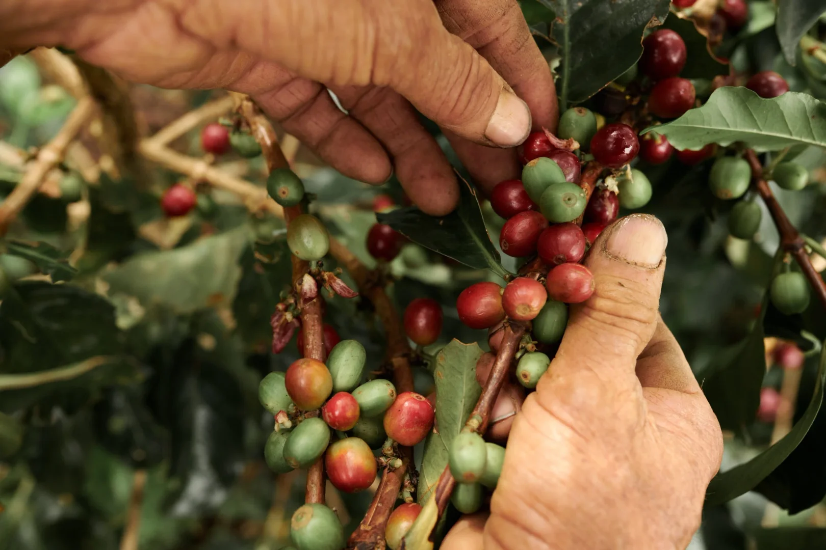 Coffee Plantation Tours