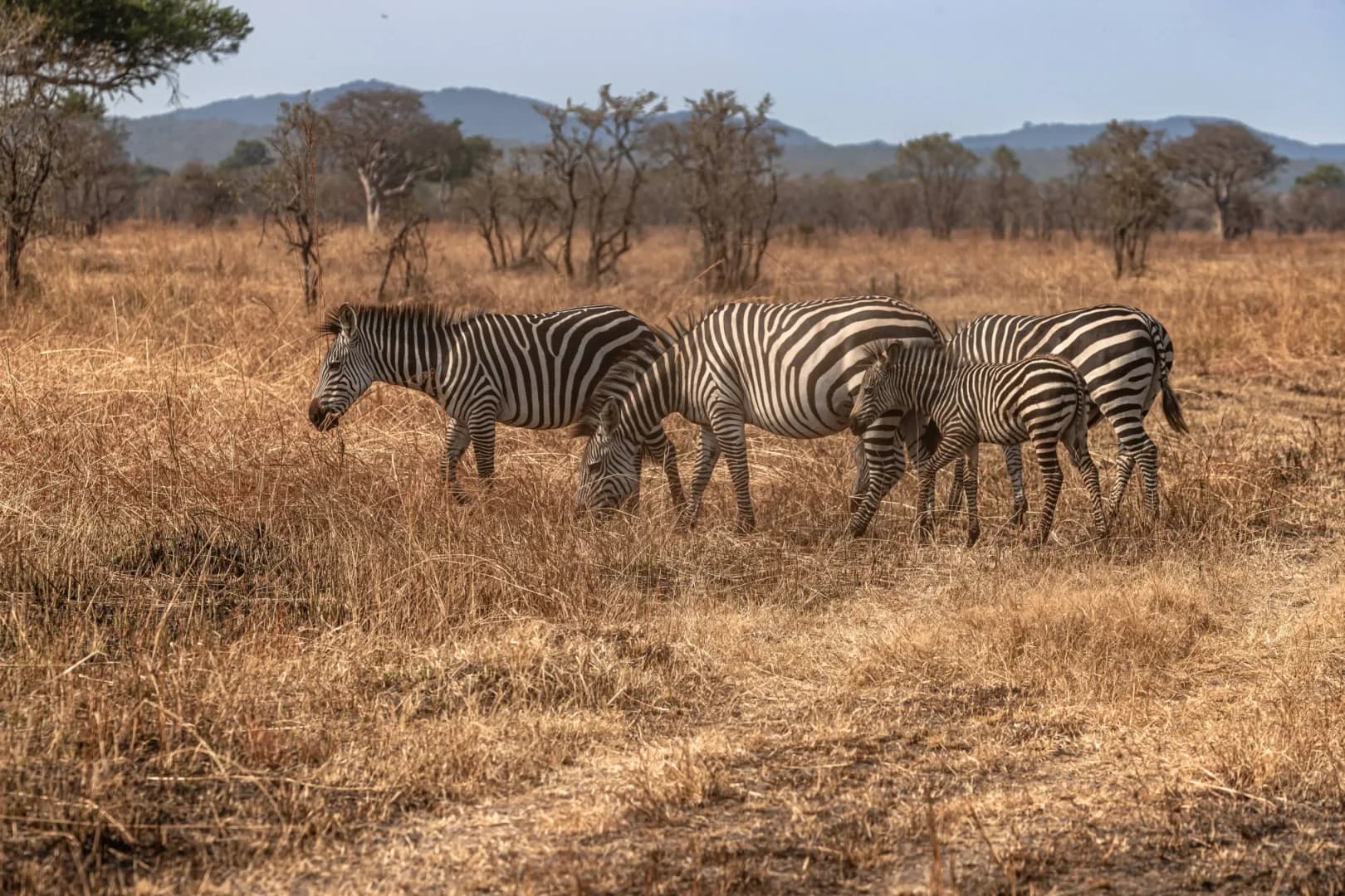 Mikumi National Park