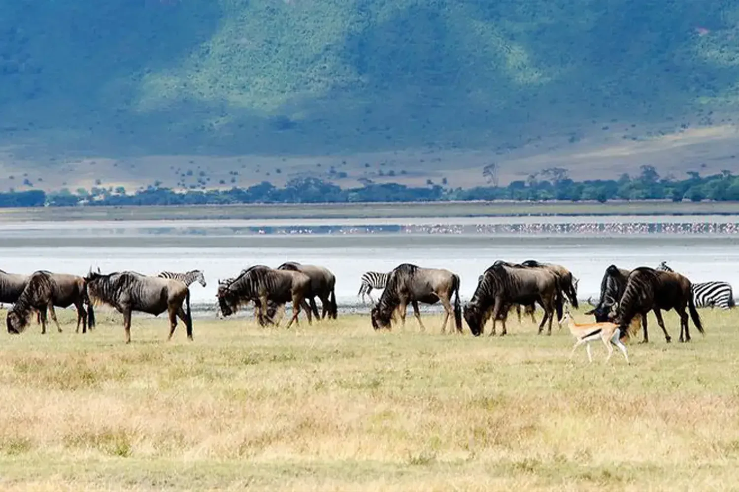 Serengeti & Ngorongoro Migration | 6 Days