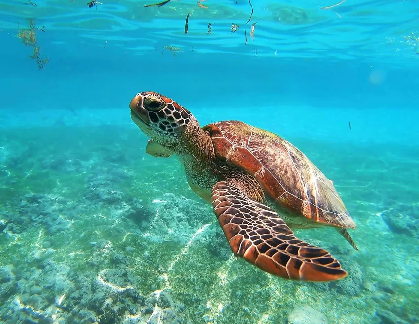 Sea Turtle Conservation